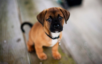 Dog Wallpaper HD