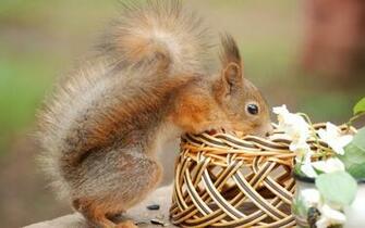 Squirrels HD Wallpaper New Widescreen
