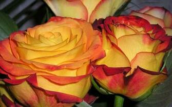 Flowers Beautiful Pink Tuilps Tulips Flower High Quality Wallpaper