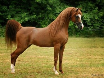 Arabian Horse Wallpaper HD In Animals Imageci