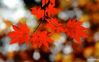 Autumn Tints Goden Beautiful Leaves Wallpaper