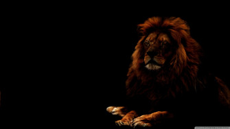 Black Lion HD Wallpaper
