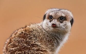 Animal Meerkat Wallpaper