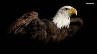 Wallpaper U 3d Flying Bald Eagle HD