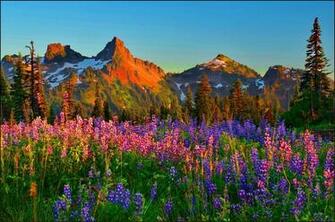 Mountain Wildflowers Wallpaper HD