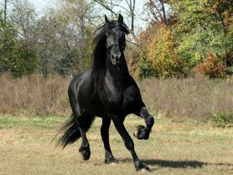 Black Horse Pictures