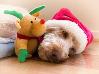 Christmas Dog Wallpaper Wallpaper9
