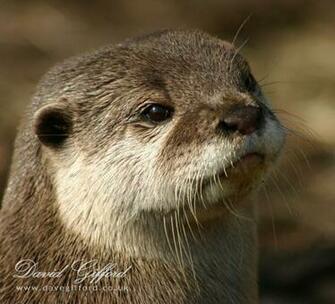 Otter