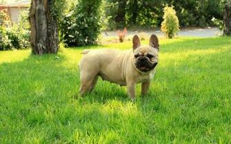 French Bulldog Wallpaper