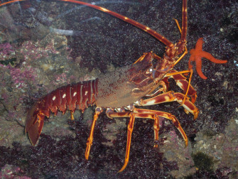 Animal Lobster Spiny 2k HD Wallpaper