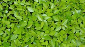 Green Leaves Wallpaper Net