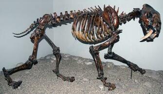 Sabre Toothed Tiger Wallpaper Image Photos Pictures