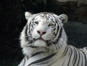 White Tiger Cubs Wallpaper HD