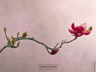 Anne Geddes Baby Wallpaper Prints Desktop