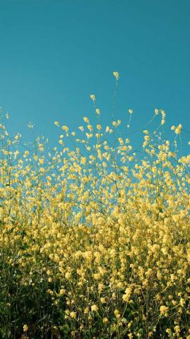 Celebrating Summer With Wildflower iPhone Wallpaper Preppy