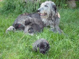 Irish Wolfhound Dog Wallpaper Image Of