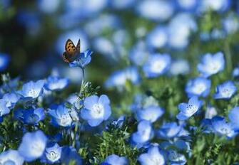 Spring Flowers And Butterflies Wallpaper The Art Mad