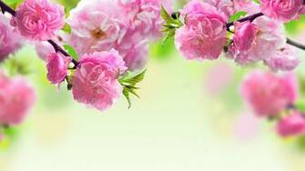 Cute Flower Layout Background For Myspace Pink