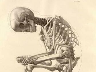Anatomy Bones Wallpaper