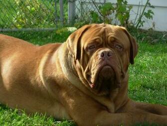 French Mastiff Puppies Adoption Image Search Results Auto Design