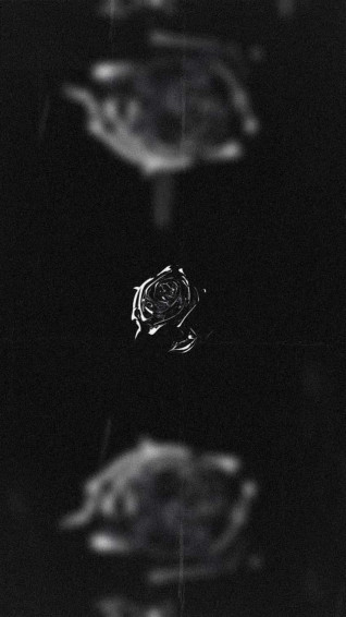 Black Rose Aesthetic Wallpaper