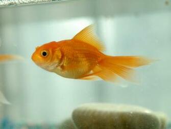 Goldfish Wallpaper