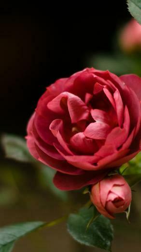 Red Rose iPhone 5s Wallpaper iPad