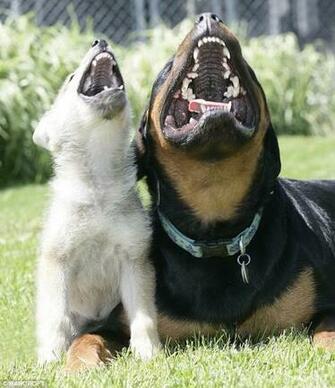Angry Rottweiler Computer Screensavers For Background
