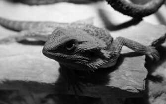 Bearded Dragon Wallpaper