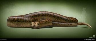 Titanoboa Facts And Pictures
