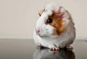 Hq Wallpaper Guinea Pig