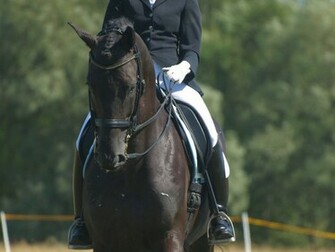 Fonds D Cran Dressage Tous Les Wallpaper