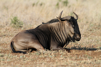Wildebeest Wallpaper For Computer
