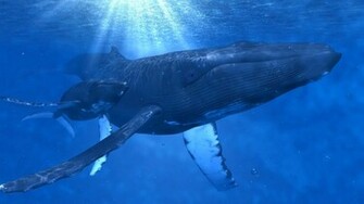 Animals Whales Underwater Baby Humpback Whale Wallpaper