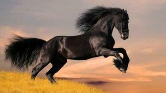 Most Beautiful Horse Wallpaper At Wallpaperbro
