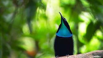Superb Bird Of Paradise HD Wallpaper Dream