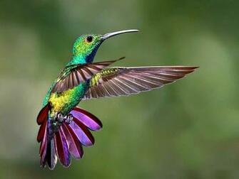 Hummingbird Ze Frame Wallpaper