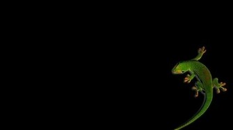 Watching Gecko High Quality And Resolution Wallpaper On