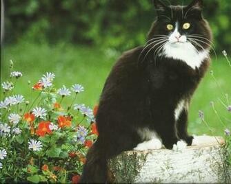 Tuxedo Cat Desktop Wallpaper Image Cool Background