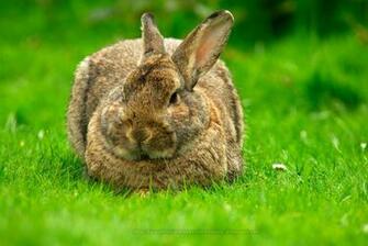 Beautiful Wallpaper For Desktop Rabbit HD
