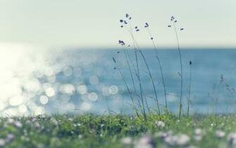 Coast Grass Sunshine Wallpaper