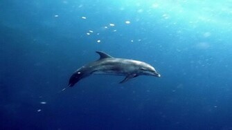 Underwater Dolphin HD Wallpaper Wallpaper55 Best