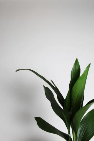 Ava On Sala Plant Wallpaper Background Leaves