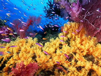 Coral Reef Life Fish Wallpaper Beautiful Desktop