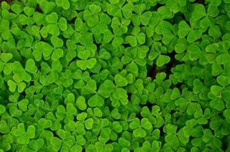 Shamrock Clover Trefoil Plants Wallpaper Desktop