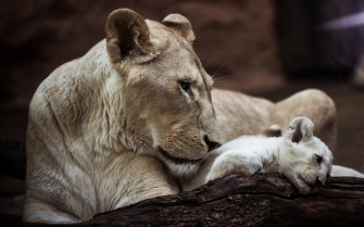 Lions Lioness Cubs White Wallpaper