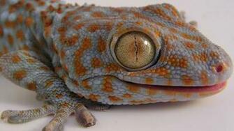 Lizard HD Wallpaper High Quality