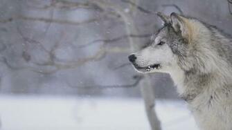 Wolf Wallpaper Amp Pictures
