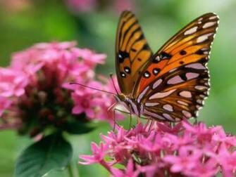Butterfly Pink Flower Butterflies Animals Wallpaper