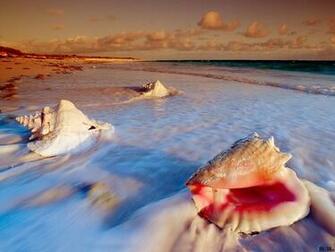 Wallpaper Large Seashells On The Beach X Desktop